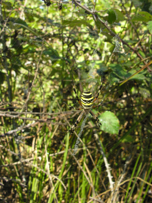 Argiope bruennichi